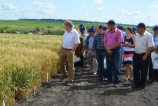 “New crops and plants. New genetics of winter wheat” Field Day