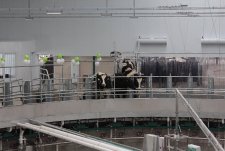 Opening of the modern dairy farm in Vysokoe