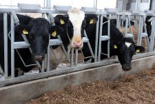 Opening of the modern dairy farm in Vysokoe