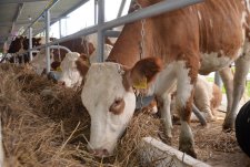 Inter-regional Pedigree Cattle and Livestock Equipment Trade Show