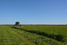 Alfalfa harvesting in Kaluzhskaya Niva