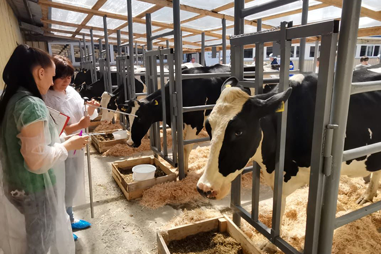 Cattle Breeder Competition: EkoNiva employees are the winner