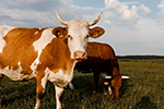 200 more heifers in EkoNiva‘s organic herd