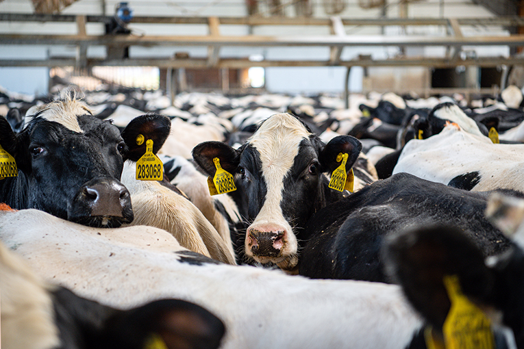«ЭкоНива» вошла в десятку лидеров по продуктивности молочного стада