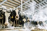 «ЭкоНива» поставила новый рекорд по производству сырого молока