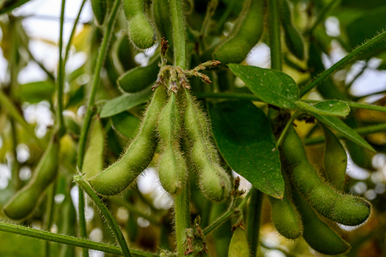 Соя ЭН Аргента от «ЭкоНивы» укрепила позиции в рейтинге самых востребованных сортов