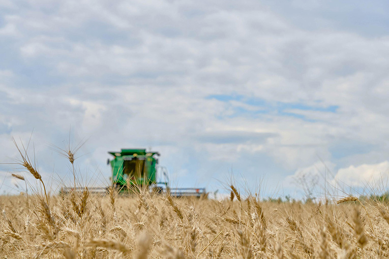 EkoNiva commences cash crop harvesting 