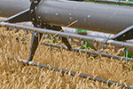 EkoNiva commences cash crop harvesting 