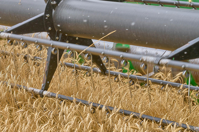 EkoNiva commences cash crop harvesting 