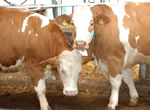 Pedigree Cattle Breeding