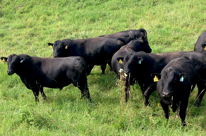 black charolais cattle