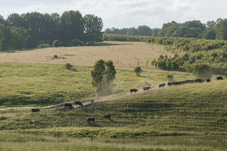 Beef production