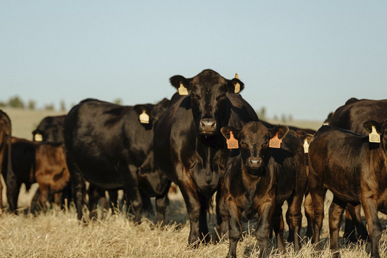 Beef production