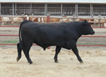 Beef Cattle Breeding