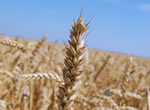 Crop farming