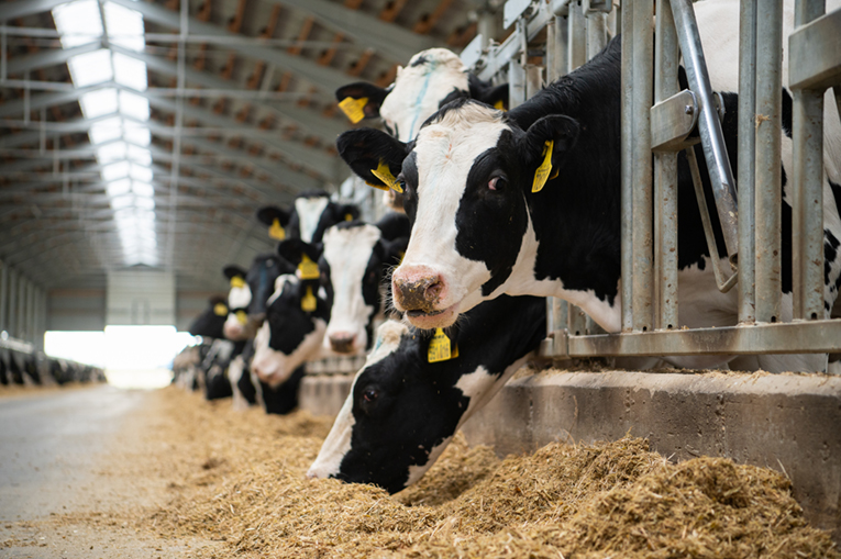 Dairy farming