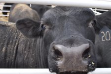 Аукцион племенных быков в центре генетики Ангус