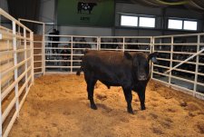 Аукцион племенных быков в центре генетики Ангус