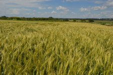 День поля «Новые сорта и культуры. Новая генетика озимой пшеницы»