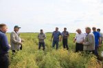 Training for seed growers in Sibirskaya Niva