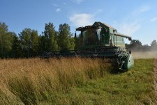 Уборка зерновых в «Сибирской Ниве»