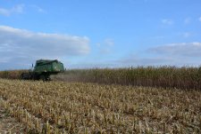 Уборка кукурузы на зерно в «ЭкоНивеАгро»