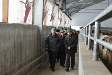 Открытие четырех животноводческих комплексов в Воронежской области