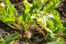 Crop production master class