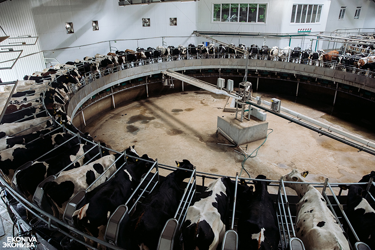 Новые рубежи «ЭкоНивы»: 2900 тонн молока в сутки!
