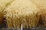 Озимые пшеницы ЭН Альбирео и ЭН Тайгета внесены в Государственный реестр селекционных достижений, допущенных к использованию