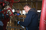 Ветврачи «ЭкоНивы» обсудили вопросы ортопедии крупного рогатого скота  