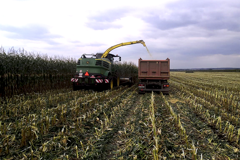 В Калужском подразделении «ЭкоНивы» в планах собрать 65 000 т кукурузы на силос