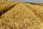 «ЭкоНива» подвела итоги возделывания озимой пшеницы собственной селекции 