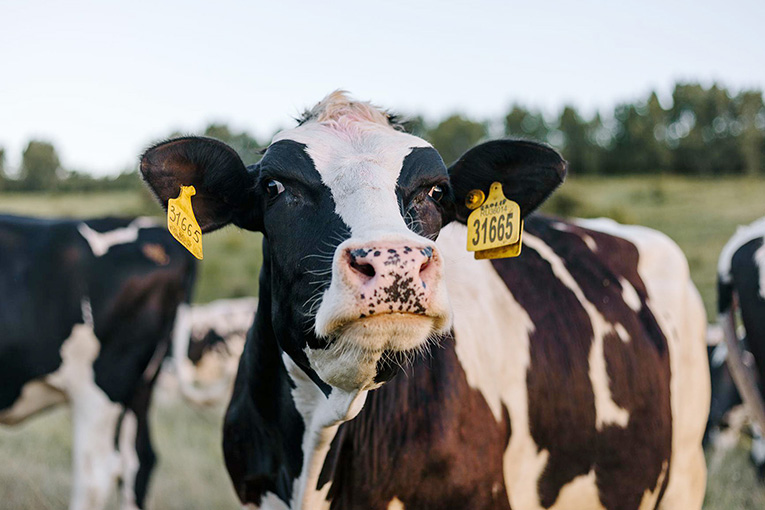 В «ЭкоНиве» вышли на производство 40 кг молока в сутки на дойную корову