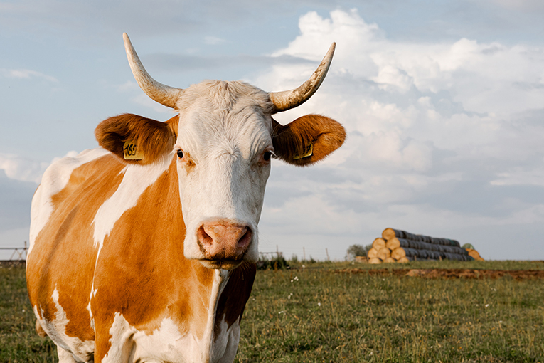 Органическое хозяйство «ЭкоНивы» обеспечило коров качественными кормами