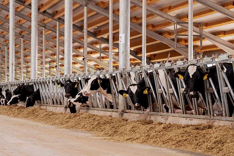 EkoNiva launches dairy farm in Bashkortostan