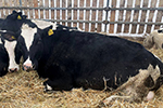 EkoNiva presents its top yielding cows 