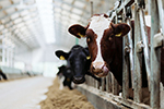 «ЭкоНива» уже семь лет остается бессменным лидером по производству сырого молока