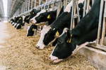 «ЭкоНива» вновь номер один в рейтинге производителей сырого молока