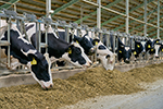 EkoNiva increases the dairy herd and milk productivity in 2024